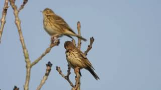 Meadow Pipits [upl. by Tenn]