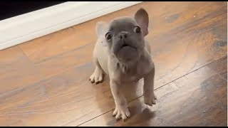 Tiny Frenchie protested fiercely when his father sent him to bed The dog talks too much [upl. by Layman267]