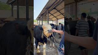 Sapi jumbo pasar pon ambarawa sapi cow sapisuperjumbo [upl. by Kciremed]