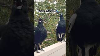 Amazing Australian Magpie Sings Then Sneezes 🤧 Astonishing [upl. by Artiek]