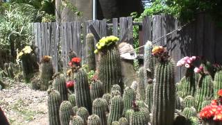 Joylenes cactus garden [upl. by Adroj670]