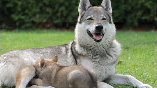 CZECHOSLOVAKIA WOLFDOG KURT KÖPEK YAVRUSU ALDIM🙂 [upl. by Anilok]