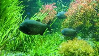 Redbellied piranha Pygocentrus nattereri prespawning and social behaviours [upl. by Assenna93]