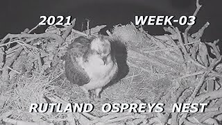 Rutland Osprey Nest Webcam 2021  Week 03  Highlights [upl. by Novia205]