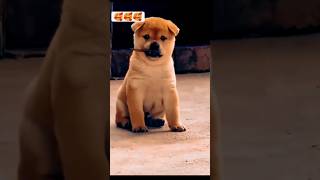 Love 💕 song music love lovesong tamil doglover [upl. by Eelinnej]