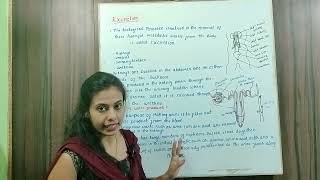 Class 10  Excretion In plants and animals  Biology [upl. by Llabmik]