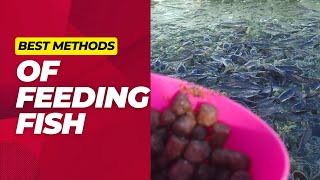 How To Feed Fish Best Ways of Feeding Fish In a Pond [upl. by Lacee]