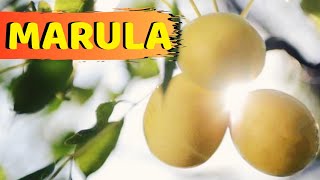 MARULA A FRUTA QUE PODE DEIXAR VOCÊ BÊBADOA [upl. by Cameron493]