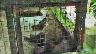 quotKopi luwak or civet coffeequot from civets on a farm are forced to eat the coffee beans Bali [upl. by Suehtomit547]