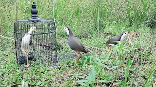 amazing bird trap [upl. by Audi]