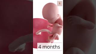 Fetal Development month by month baby pregnancy pregnancystages [upl. by Ayidan238]