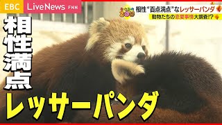 【熱愛】動物たちの恋愛事情 [upl. by Elmo634]