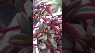 Muito ornamental  Peperomia Graveolens shorts [upl. by Akinorev]