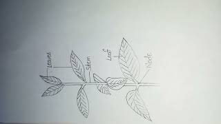 Gnetum  External morphology of gnetum  notes  diagram botany shorts [upl. by Shenan618]