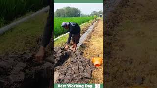 Best working day 1787 Trenching process [upl. by Reiss]