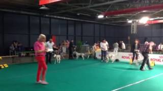 Expo canine de Liège [upl. by Eiramacissej]