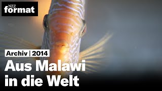 Aus Malawi in die Welt – der Buntbarsch 2014 [upl. by Aineg]