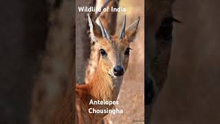 antelope wildlifetourism wildlifeconservation chousingha deer [upl. by Ludwog]