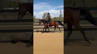 So excited to be preparing for stock show in January horse equestrian fyp farmlife horseriding [upl. by Aiello61]