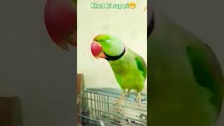 Shaadi ka matlab kya hota hai funny 😁 mitthu please 🙏 like subscribe 🦜🙏 [upl. by Anon]