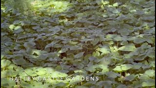 Hatley Castle Gardens [upl. by Cottle528]