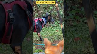 Scan before proceed 😎😍❤️😃 Carolina dog Taiwan dog American dingo 台灣犬 土狗 [upl. by Anna-Maria]