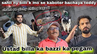 sahil ny billi k muh sy kabutar bahir nikal leya ustad Bila ka tedy Bara kabutar 🥹 [upl. by Vitus474]