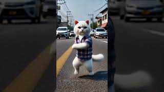 gangnam style cat dancing gangnamstyle kpop cat cute dancing [upl. by Andrew]