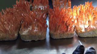 Harvesting Cultivated Cordyceps militaris MycoSymbiotics [upl. by Sutit66]