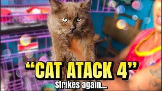 quotCAT ATTACK 4quot  Strikes again Arranque Pet Market  Sept 21 2023 [upl. by Eniamirt566]