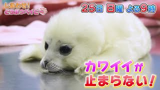 超キュートな動物の赤ちゃん大集合！飼育員さんだから撮影できた超カワイイ瞬間が満載「しあわせ！どうぶつベイビー」925日よる9時 [upl. by Brookhouse826]