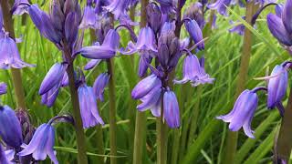 Bluebells Hyacinthoides  flowers  April 2018 [upl. by Reamonn213]