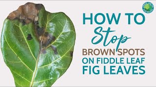 How to Treat Brown Spots on Fiddle Leaf Fig Leaves amp Save Your Plant Fast [upl. by Glenine]