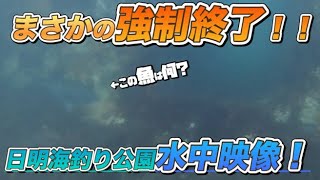 水中撮影成功⁉️日明海釣り公園でアジ調達のはずがまさかの強制終了⁉️北九州エギング 北九州エギング [upl. by Ranite]