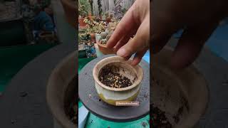 Repotting Crassula Ovata Gollum Variegata  bikolanahardinera shortvideo succulent repotting [upl. by Nattirb]