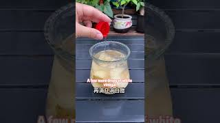 土豆皮也能养花Potato skins can also cultivate flowers花草garden 养花 plants 园艺 bonsai 种植技术 https科普 栽培 [upl. by Annia49]