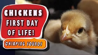 Sounds of chickens Baby Chicks Chirping Sounds [upl. by Garcia]