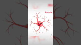 Astrocitos y microglia [upl. by Hendrik186]