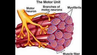 Mechanism of Muscle Contraction [upl. by Nyasuh]