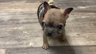 Tiny Frenchie can talks quotI love you momquot Adorable puppy with skillful dance moves [upl. by Bently]