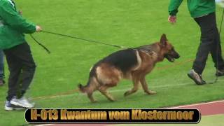 2010 SV BSZS NKGR part 5 Kwantum vom Klostermoor HD [upl. by Emilio]