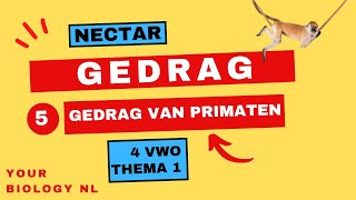 4 vwo  Gedrag  5  Gedrag van primaten [upl. by Anelrahs]