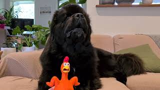 Newfoundland Dog Barks with Chicken [upl. by Armalda]