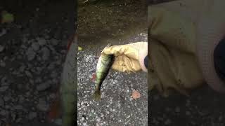 Sammamish Wa river fishing [upl. by Eltsyek]