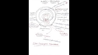 EEMExtra Embryonic MembraneAmnionChorionAllontoisYolk Sac Part1 [upl. by Repip]