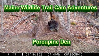 Maine Wildlife Trail Cam Adventures  Porcupine Den [upl. by Nemraciram]