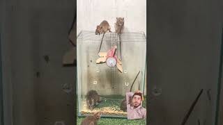 rat rattrap mouse rattletrap animals bucketmousetrap mousetrap squirrel funny [upl. by Aicatan608]