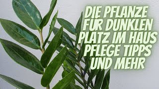 Zimmerpflanze für ein dunkles Zimmer  Tipps vom Fachmann  Zamioculcas [upl. by Llenej417]