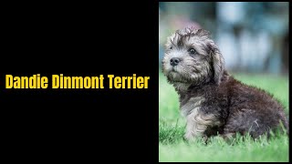 Dandie Dinmont Terrier [upl. by Melba]