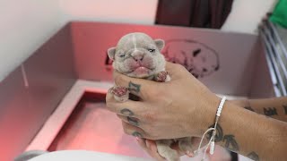 DeWorming 2 week old French Bulldog Puppies  plus one Bully💎🤩🚀✅💯 [upl. by Tilly730]